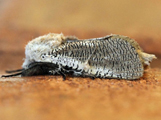 Azygophleps asylas